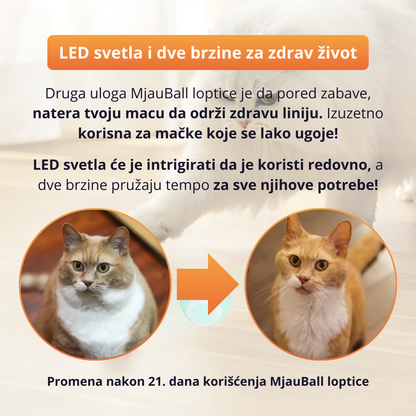 MjauBall - Pametna interkativna loptica za mace